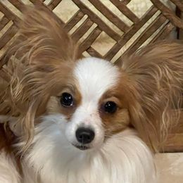 Allie - Papillon