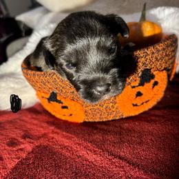 Black Collar Boy - Blue brindle male Glen of Imaal Terrier puppy in Homestead, Pennsylvania from Galore Glens