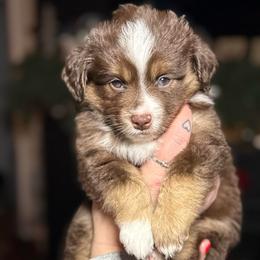 Dublin - Red tri male Toy Australian Shepherd puppy in Spokane Valley, Washington from Northern Roots Aussies