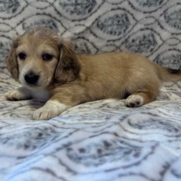 Sailor - Cream male Dachshund puppy in Franklin, Georgia from MK Minidox