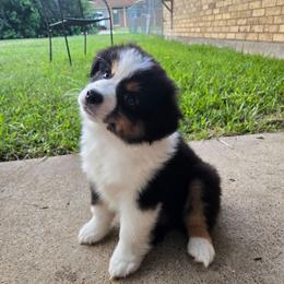 Rex - Black tri male Miniature Australian Shepherd puppy in Fort Worth, Texas from Angela's Miniature Australian Shepherds