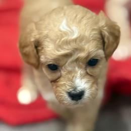 Asher - Red  male Goldendoodle puppy in Ambrose, Georgia from Brandilyn's Aussies