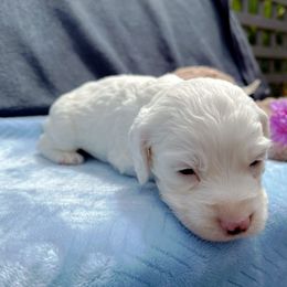 Cockapoo and Pomeranian Puppies from Luna Kennel