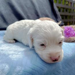 Cockapoo and Pomeranian Puppies from Luna Kennel