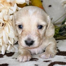 Sansa - Cream female Dachshund puppy in Lakeland, Florida from Buckwild Doxies