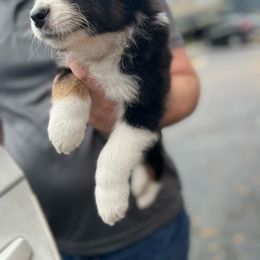 Australian Shepherd Puppies from Southern Sky Aussies