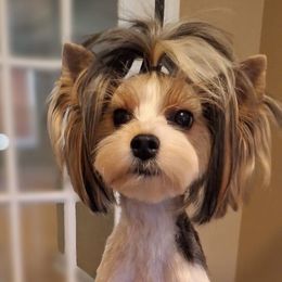 Queen - Biewer Terrier