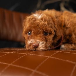 Bernedoodle, Cavapoo, Goldendoodle, and Poodle Puppies from Wasatch Pup