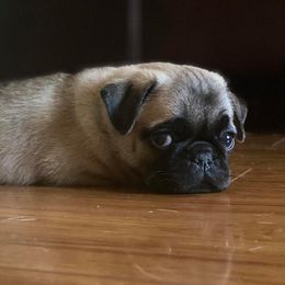 Pugs from Pug Love of Opelika Alabama