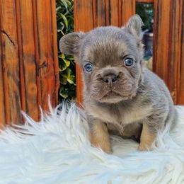 French Bulldog Puppies from Buda Baby Frenchies