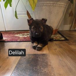 Delilah - Sable female German Shepherd puppy in Cave City, Arkansas from Bayou Valley Shepherds and American Hunt Terriers
