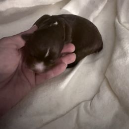 Girl 1 - Red tri female Miniature Australian Shepherd puppy in Romney, West Virginia from South Branch Mini Aussies