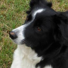 Border Collies from Canine Corner
