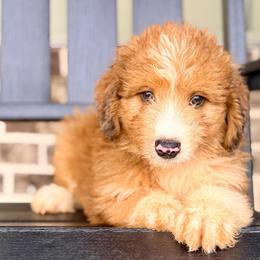 River - Red merle male Aussiedoodle puppy in Eastman, Georgia from Dood B Ranch
