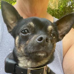 Manny - Chihuahua