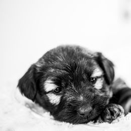 Border Collie and Skye Terrier Puppies from Skyward Farms