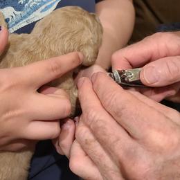 Goldendoodle Puppies from Pearl's Puppies LLC