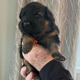 Mr. Orange - Black and red male German Shepherd puppy in Purcellville, Virginia from Starry Night German Shepherd Dogs