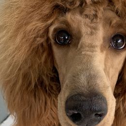 Aussiedoodles, Australian Shepherds, and Poodles from Rocking A Doodles