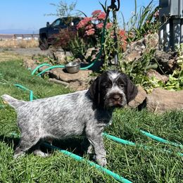 Rueger(Duke) - Brown and gray male Wirehaired Pointing Griffon puppy in Grangeville, Idaho from Happy Hollow Griffons