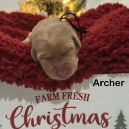 Archer - Yellow male Labrador Retriever puppy in Tigard, Oregon from Morrison Labrador Retreivers