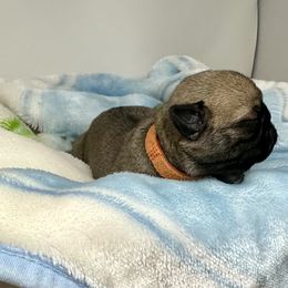 Pug Puppies from Sunny Pugs