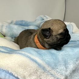 Pug Puppies from Sunny Pugs