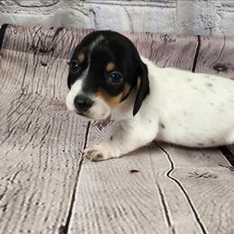 Shelby - Piebald female Dachshund puppy in Anaconda, Montana from Williams Family Dachshunds