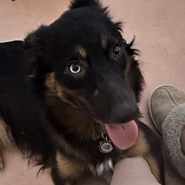 Nix - Australian Shepherd