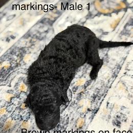 Male 1 - Black male Labradoodle puppy in Rockmart, Georgia from Ross Farm Doodles
