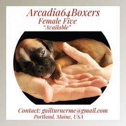 Girl 2 - Fawn female Boxer puppy in Portland, Maine from Gail's Boxers