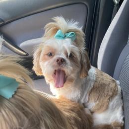Ruby - Shih Tzu