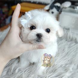 Companion Cross, Havanese, Mal-Shi, Maltese, Maltipoo, Morkie, and Shih Tzu Puppies from Seeking Shalom Acres Maltese, Maltipoos & Havamalts