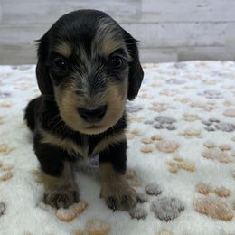 Girl 1 - Dapple female Dachshund puppy in Merced, California from JBDKennel