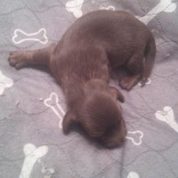 DBs Grego Arahinger - Cream male Dachshund puppy in Summerfield, Florida from D & B Ranchette