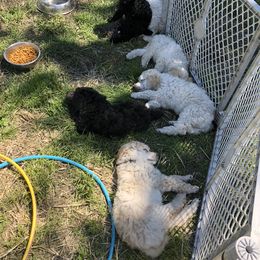 Miniature Schnauzer and Poodle Puppies from Tropheous
