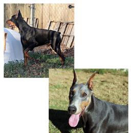 Doberman Pinscher puppies from Havenhaus Dobermans