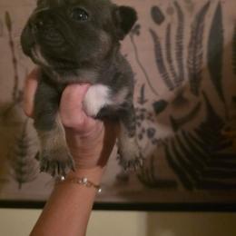 Aspen - Blue female French Bulldog puppy in Asheville, North Carolina from MTO KENNELS