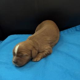 Migel - Ruby male Cavalier King Charles Spaniel puppy in Burke, New York from Patti’s Puppies