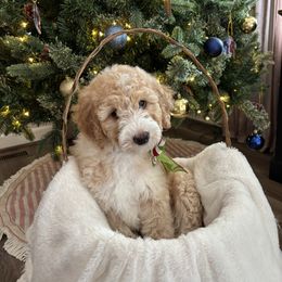 Bingo - Yellow and white female Bernedoodle puppy in Sparrows Point, Maryland from Rosie’s Puppies