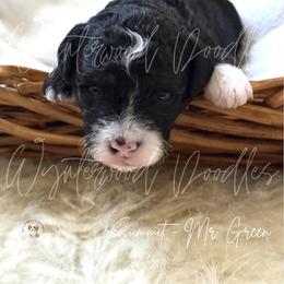Summit - Mr. Green - Tri-color male Bernedoodle puppy in Tomball, Texas from Wynterwood Doodles