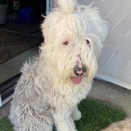 Bino - Old English Sheepdog