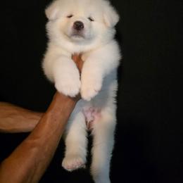 Yukihiko Go Shikisou - White male Japanese Akitainu puppy in New Castle, Pennsylvania from Four Seasons Akita (Shikisou)