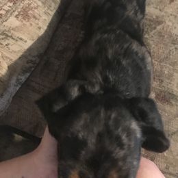 Zeus - Dachshund