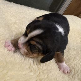 Tri Female Blaze Face Collar - Black white and tan female Beagle puppy in Gentry, Arkansas from HC Puppy Ranch