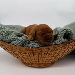 Girl 1 - Yellow female Labrador Retriever puppy in Burton, Michigan from Sunbrooke Acres