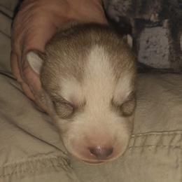 4 Adam - Red and white male Siberian Husky puppy in Heppner, Oregon from Yuki Ookami Show Kennel