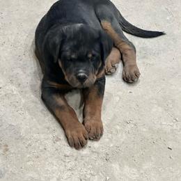 Boy 7 - Black and mahogany male Rottweiler puppy in Delta, Pennsylvania from Von Hause Hushon Rottweilers