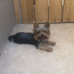 Rocky - Yorkshire Terrier