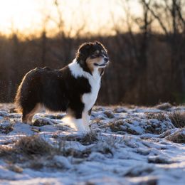 Australian Shepherd All Grown Up from Calinora Australian Shepherds